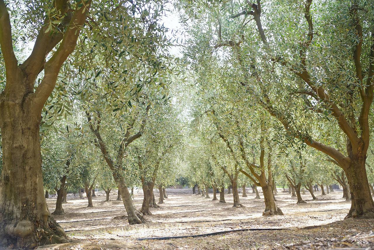 【完売御礼！】11/20発売 オリオヌーボー2025　カリフォルニア　500ml