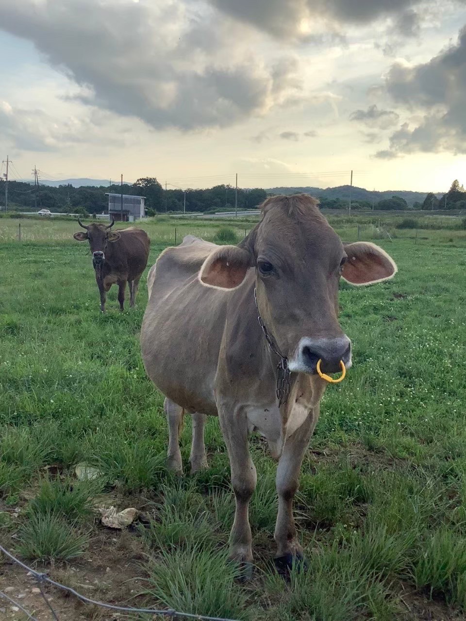 おすすめの食べ方