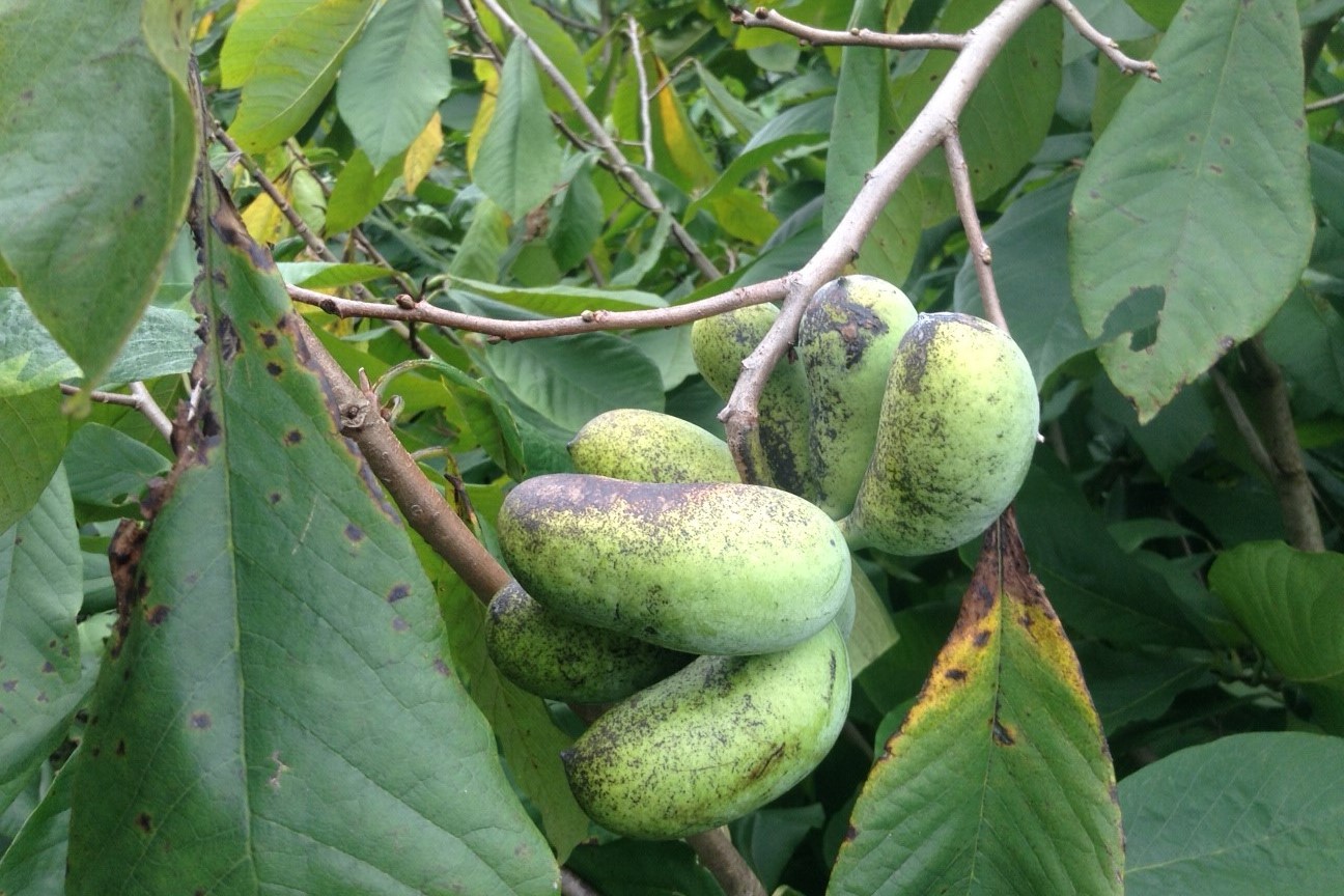 【2025年新物入荷！】
今年も大分県湯布院の生産者さんのポポージャムをお届けします！