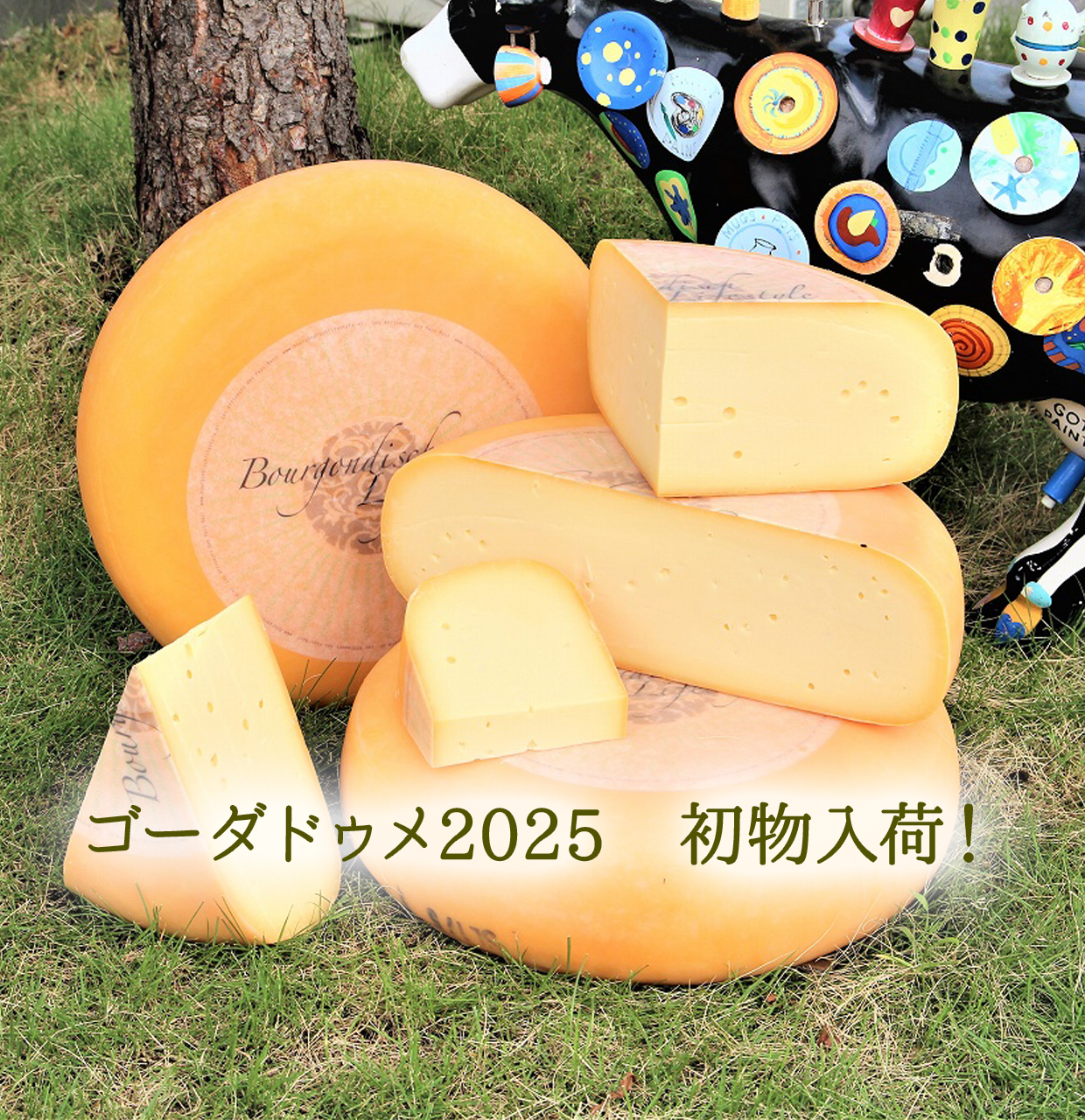 ゴーダドゥメ2025